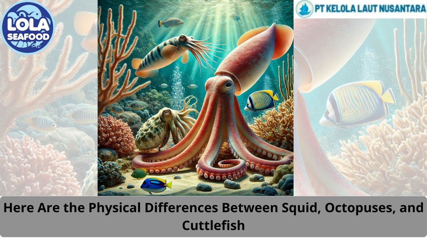 Here Are the Physical Differences Between Squid, Octopuses, and Cuttlefish